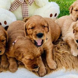 Cocker Spaniels and Golden Retrievers from American Golden Retrievers