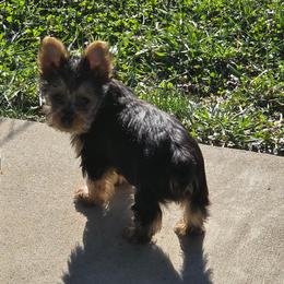 Tango - Black and tan male Yorkshire Terrier puppy in Grafton, West Virginia from Gemstone Kennel