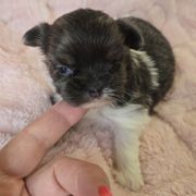 BFF NINA - White Mi-Ki puppy in Oakley, Michigan from BFF Mi-Kis