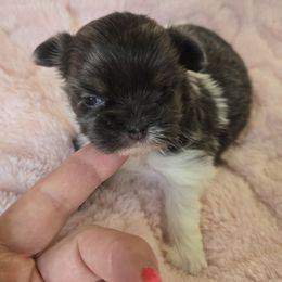 BFF NINA - White Mi-Ki puppy in Oakley, Michigan from BFF Mi-Kis