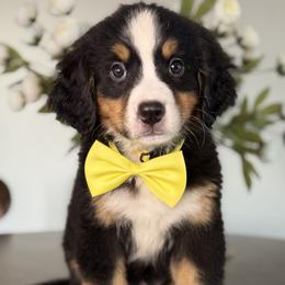 Cedar - Yellow Girl - female Bernese Mountain Dog puppy in Redlands, California from Kiss The Doodlez