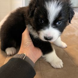 Australian Shepherd Puppies from Bombshell Australian Shepherds