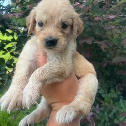 Red collar - Golden female Golden Retriever puppy in Jesup, Georgia from Painted Platinum Retrievers (Painted Platinum Kennel) PPK