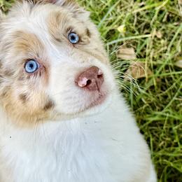 Sage - Red merle Australian Shepherd puppy in Hillview, Illinois from Malin Family Aussies