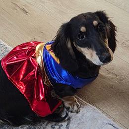 Rubie - Dachshund
