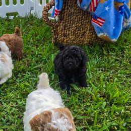 Boy 1 - Black male Poodle puppy in Sonora, Kentucky from Little Land of Puppies