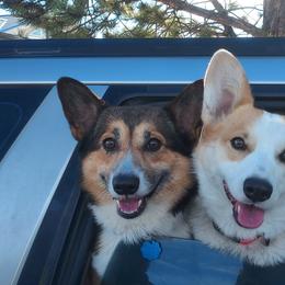 Dolly - Pembroke Welsh Corgi