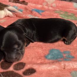 Girl 1 - female Dachshund puppy in Santa Rosa, California from Signature Mini Dachshunds