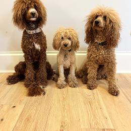 Cavalier King Charles Spaniel, Cavapoo, Havanese, Havapoo, and Poodle Puppies from West Cobb Dogs
