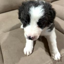 Patsy Cline - Blue female Border Collie puppy in Richland Hills, Texas from Bordercollieblues