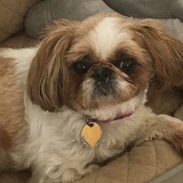 Shih Tzu Puppies from Willow Lane Shih Tzus