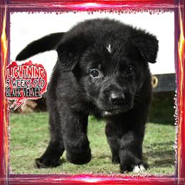 LIGHTNING - Black female German Shepherd puppy in Murrieta, California from Diamond Oaks German Shepherds
