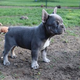 Atlas - French Bulldog puppy from C.Lee Family Frenchies