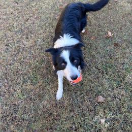 Boy 1 - male Border Collie puppy in Watkinsville, Georgia from Flat Rock Dogs
