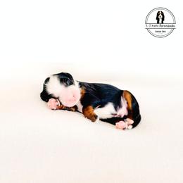 Blue Collar Male - Tri-color male Bernedoodle puppy in Lebanon, Ohio from 3|17 Korte Bernedoodles LLC