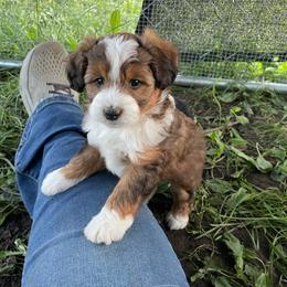 Wild sable boy - Sable male Aussiedoodle puppy in Hillsboro, Illinois from Shoal Creek Puppies