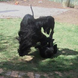 Afghan Hound Puppies from Charlotte Bender's Afghan Hounds