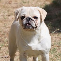 Yuki - Pug