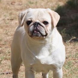 Yuki - Pug