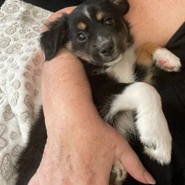 Lovey - Black tri female Toy Australian Shepherd puppy in Westville, Florida from Royal Spur Aussies