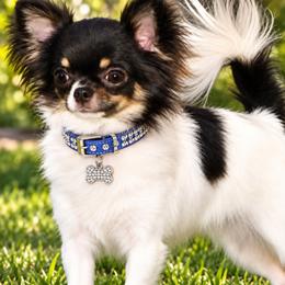 Wink - Chihuahua