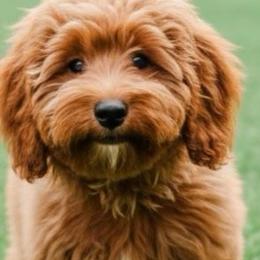 Pixie - Cavapoo
