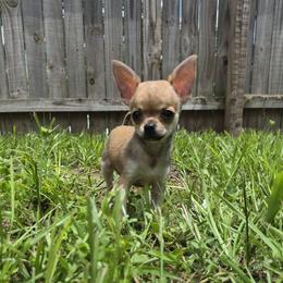 Carlton - Fawn and white male Chihuahua puppy in Lake City, Florida from Faith's Heavenly Chihuahuas