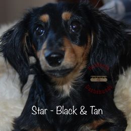 Midnight Star - Dachshund
