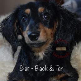 Midnight Star - Dachshund