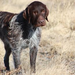 Norton - Wirehaired Pointing Griffon