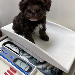 Miniature Schnauzer Puppies from Chiquiticos Shnauzers