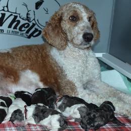 Snickers - Labradoodle