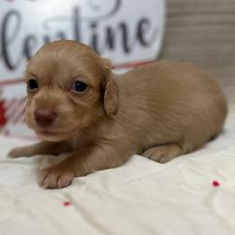 Anna - Cream female Dachshund puppy in Cherry Tree, Oklahoma from Peavine Creek Dachshunds