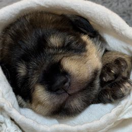 Girl 1 - Salt and pepper female Miniature Schnauzer puppy in Bullard, Texas from Black Gold Miniature Schnauzers