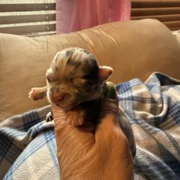 Reeces - Chocolate male Chihuahua puppy in Beaumont, Texas from Anastasia’s Tiny Pupps
