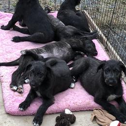 Scottish Deerhound and Whippet Puppies from Cu Liath Deerhounds & Whippets