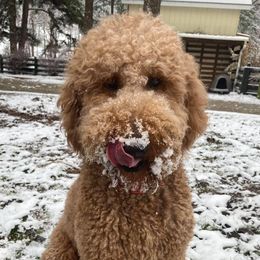 Wells - Goldendoodle