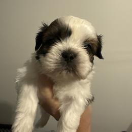 Mr  Pink - Red and tan male Shih Tzu puppy in Spring, Texas from Precious Tzu Crew