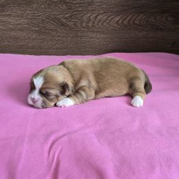 Girl 2 - Liver female Shih Tzu puppy in Meadows Of Dan, Virginia from Walt’s Shih Tzus