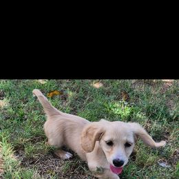 Dachshund Puppies from Crowned Doxies