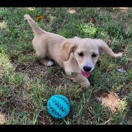Dachshund Puppies from Crowned Doxies