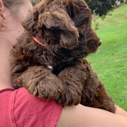 Australian Labradoodle Puppies from Llewellyn's Grove Labradoodles