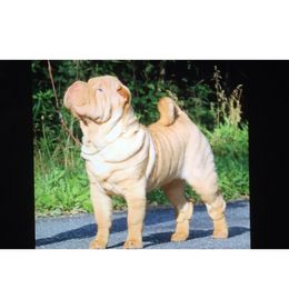 Chinese Shar-Pei Puppies from Willo Shar-Pei