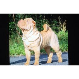 Chinese Shar-Pei Puppies from Willo Shar-Pei