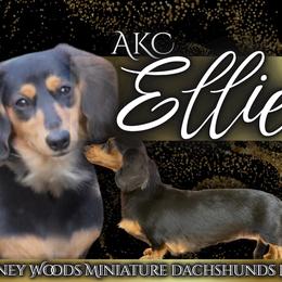 Ellie - Dachshund