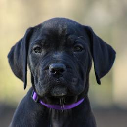 Alt Cunningham aka Pink Collar - Black female Cane Corso puppy in Houston, Texas from Zenith Cane Corso