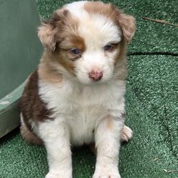 Maverick - Red merle male Miniature Australian Shepherd puppy in Spirit Lake, Idaho from Gemstone Ridge Mini Aussies