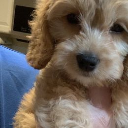 Bernedoodles, Cockapoos, Goldendoodles, and Poodles from Clad Doodles