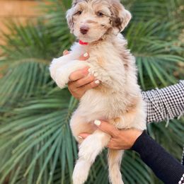 Aussiedoodle, Bernedoodle, Goldendoodle, and Poodle Puppies from Teddy Doodles & Standard Poodles