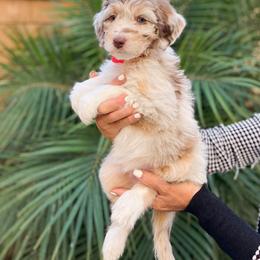 Aussiedoodle, Bernedoodle, Goldendoodle, and Poodle Puppies from Teddy Doodles & Standard Poodles